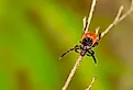 Deer tick on branch.
