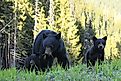 Black bear mother with cubs.