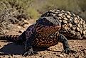 The Gila Monster (Heloderma suspectum) is a large, venomous lizard native to the southwestern United States.