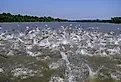 Many Asian (invasive) carp jumping out of the water.