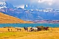 Torres del Paine