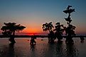 Kayaker coming in at Sunset - Lake Martin in Breaux Bridge, Louisiana.