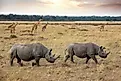 Black rhinos in Maasai Mara game reserve in Kenya.