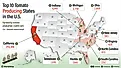 infographic showing The Top 10 Tomato-Producing States In The United States