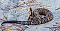 Cottonmouth Juvenile Snake that is Poisonous and Aggressive 