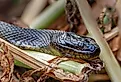 Water snake in wetlands.