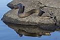 Northern Water Snake (Nerodia sipedon sipedon) basking on a rock in summer