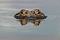 An American alligator with a dragonfly perched on its head, captured from eye level with the water at Myakka River State Park, Florida.
