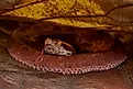 A Malayan pit viper (Calloselasma rhodostoma)