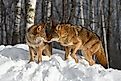 Coyotes greeting each other in the winter landscape.