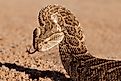 A puff adder (Bitis arietans)