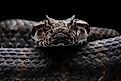 The common death adder (Acanthophis antarticus) is highly venomous. Via Shutterstock / Lauren Suryanata