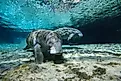 A pair of Florida manatees (Trichechus manatus latirostris)