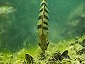 A fish feeds over a bed of invasive quagga mussels. Image credit Carismarkus.ch via Shutterstock