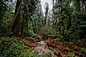 Jedediah Smith Redwoods State Park is filled with old-growth redwood groves near Crescent City, California. 