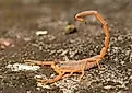 A striped bark scorpion (Centruroides vittatus)