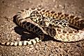 Up close view of a Bull snake posed and ready to strike. 