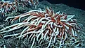 Giant Tube Worms