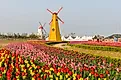 Tulips and windmills in the charming town of Holland, Michigan.