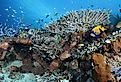 Coral reef of Menjangan Island, West Bali National Park.