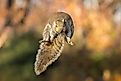 An Eastern grey squirrel leaping up.