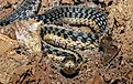 Common garter snake resting in an "S" shaped coil inside a large log.