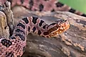 Venomous Pigmy Rattlesnake (Sistrurus miliarius)