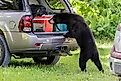 A Florida black bear sniffs and looks inside the back of a vehicle.