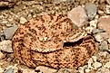 A tiger rattlesnake (Crotalus tigris)