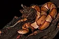 A copperhead snake on a tree branch.