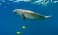 A dugong (Dugong dugon)