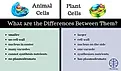 A diagram showing the differences between plant and animal cells. 