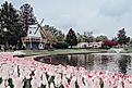 A Dutch windmill amidst tulips in Pella, Iowa.