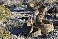 Rattlesnake poised to strike in Wyoming.