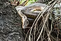 Dark-Spotted Anaconda (Eunectes deschauenseei)