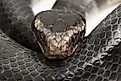 The yellow-lipped sea krait (Laticauda colubrina).