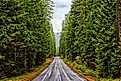 A road between trees along the West Cascades Scenic Byway. Editorial credit: Buschwood Photography via Shutterstock