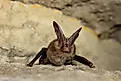 A female Virginia big-eared bat. Larisa Bishop-Boros / Commons.Wikimedia.org