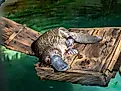 A platypus (Ornithorhynchus anatinus)