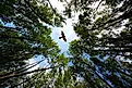 A raptor flying above the forest canopy.