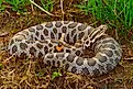 An Eastern Massasauga Rattlesnake, Sistrurus catenatus, in wet grassy habitat.