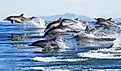 A pod of long-beaked common dolphins leaps out of the water in Monterey Bay, California.