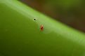 Chigger in macro