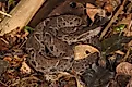 A jararacussu (Bothrops jararacussu)