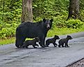 Wild black bear family.