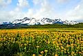 Yellow flowers in a field with the Sawtooth Mountains in the background, Idaho.