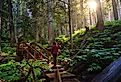 Wooden Pathway in the Rain Forest during a vibrant sunny day. Taken on Giant Cedars Boardwalk Trail in Mt Revelstoke National Park, British Columbia, Canada.