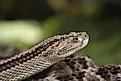A neotropical rattlesnake (Crotalus durissus)