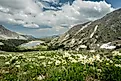 Field of Trollius Laxus Wildflowers Overlooking Lawn Lake in Rocky Mountain National Park