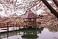Gazebo on the lake surrounded by cherry blossoms at Meadowlark Botanical Garden, Vienna, Virginia.